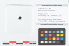 Foto (Objekt + Etikett) von Musa eocenica Ettingshausen (NHMW-GEO-2024-0188-9057)